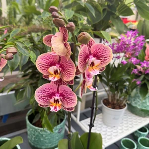 Phalaenopsis 'Paradox' - image 2