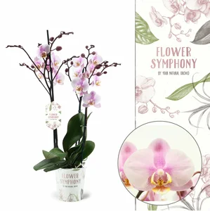 Phalaenopsis 'Roskilde' - image 3