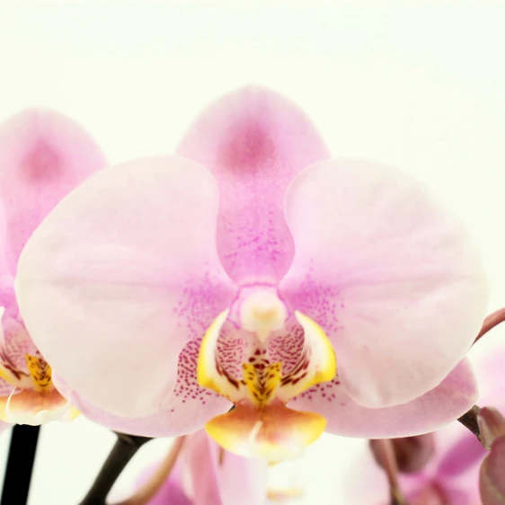 Phalaenopsis 'Roskilde' - image 2