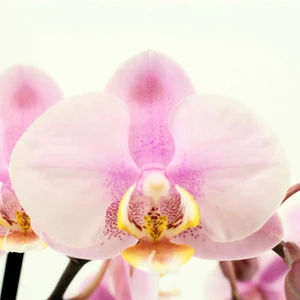 Phalaenopsis 'Roskilde' - image 2