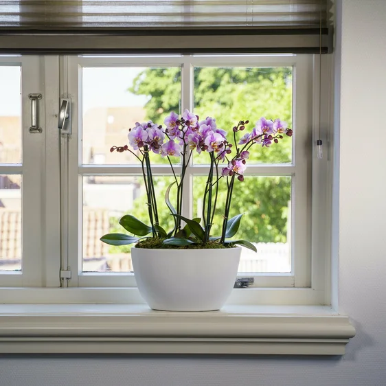 Phalaenopsis 'Roskilde' - image 3