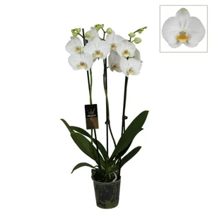 Phalaenopsis 'Royal White'