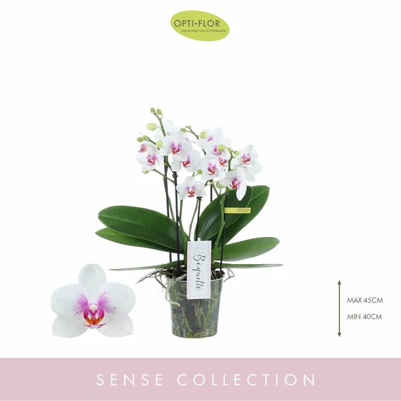 Phalaenopsis Sense 'Boquetto Passione' - image 1