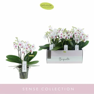 Phalaenopsis Sense 'Boquetto Passione' - image 2