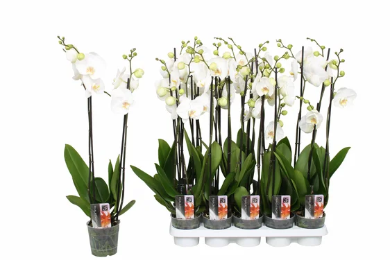 Phalaenopsis 'Star White'