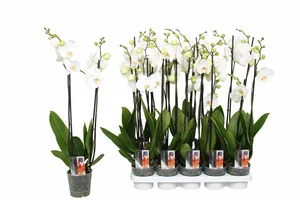 Phalaenopsis 'Star White'
