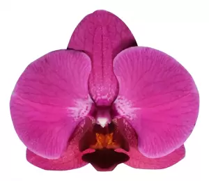Phalaenopsis 'Stellenbosch' - image 2