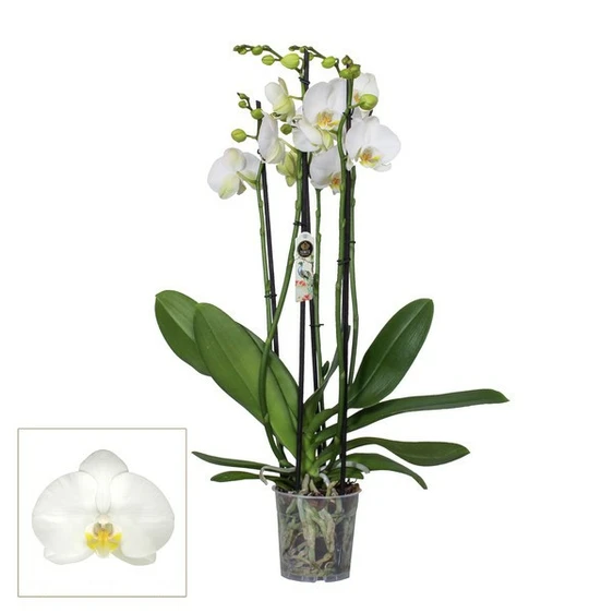 Phalaenopsis 'White' 4 Stem