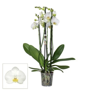 Phalaenopsis 'White' 4 Stem