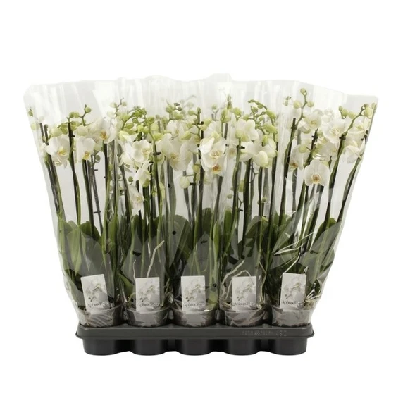Phalaenopsis 'White' 6 Stem - image 2
