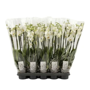 Phalaenopsis 'White' 6 Stem - image 2