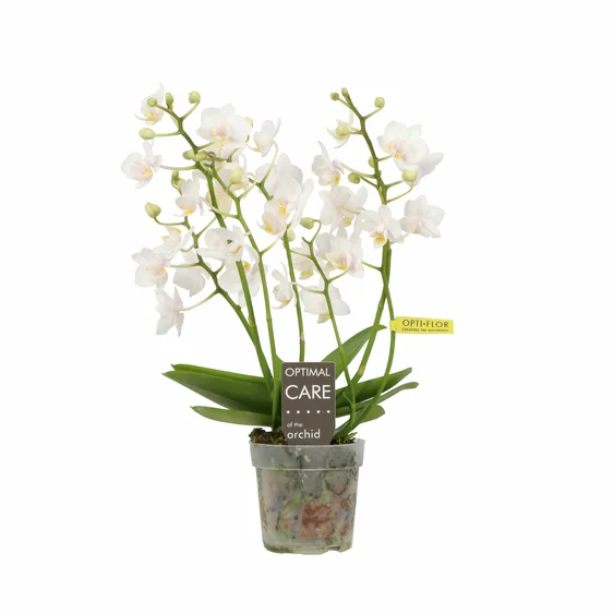 Phalaenopsis 'Wildflower'