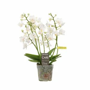 Phalaenopsis 'Wildflower'