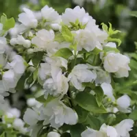 Philadelphus
