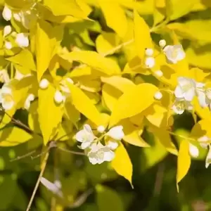 Philadelphus coronarius 'Aureus' - image 2