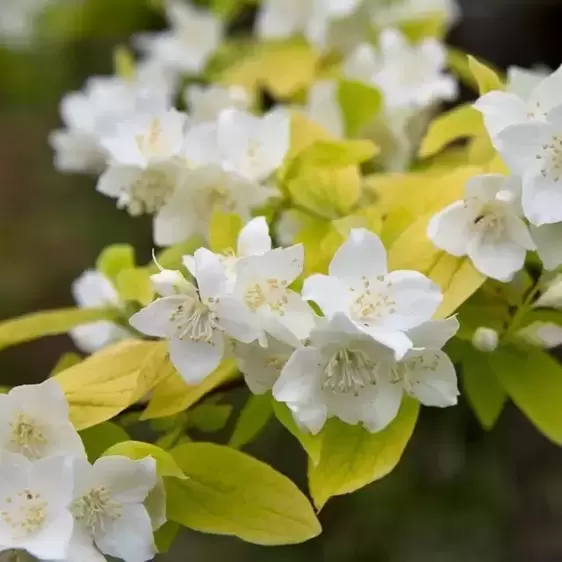 Philadelphus coronarius 'Aureus' - image 1