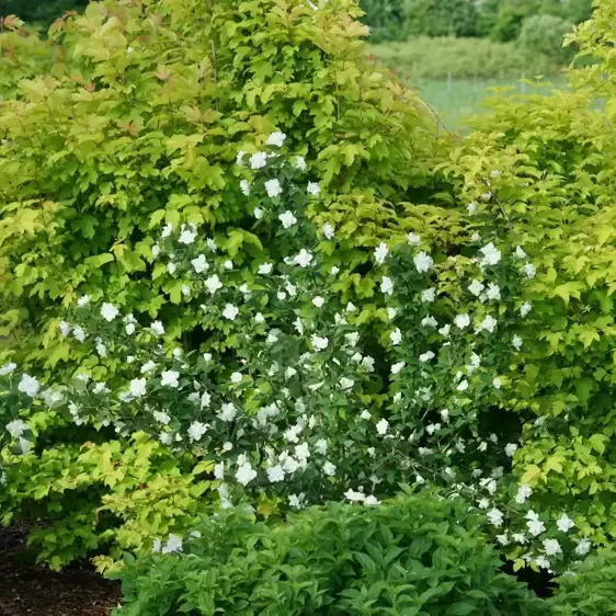 Philadelphus 'Belle Etoile' 3L