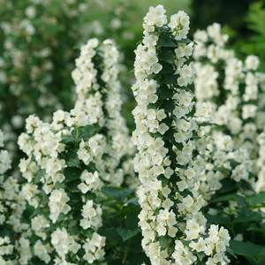 Philadelphus coronarius 'Illuminati Tower' - image 1