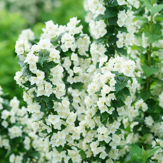 Philadelphus coronarius 'Illuminati Tower' - image 2