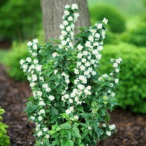 Philadelphus coronarius 'Illuminati Tower' - image 3
