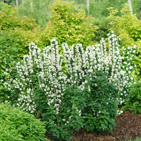 Philadelphus coronarius 'Illuminati Tower' - image 4
