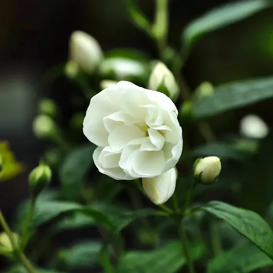 Philadelphus 'Little White Love' 2.3L
