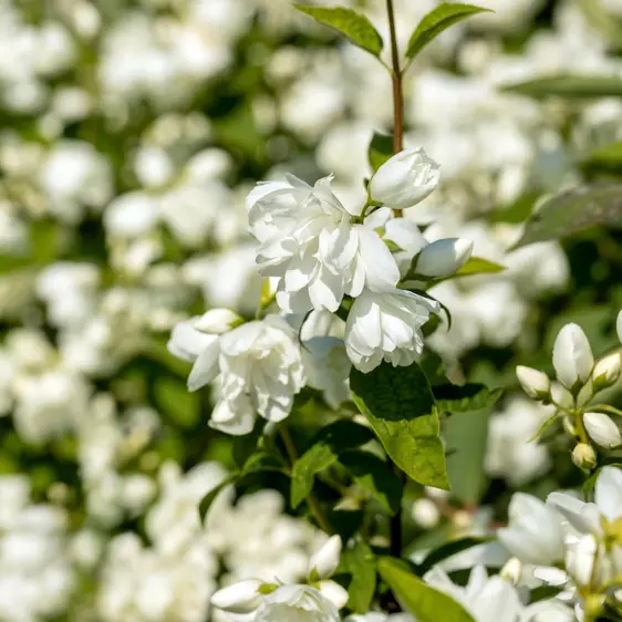 Philadelphus 'Little White Love' 6L - image 1