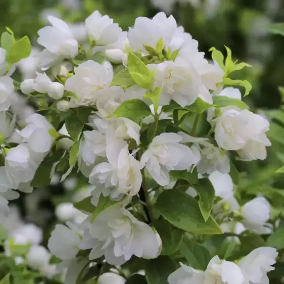 Philadelphus 'Manteau d'Hermine'