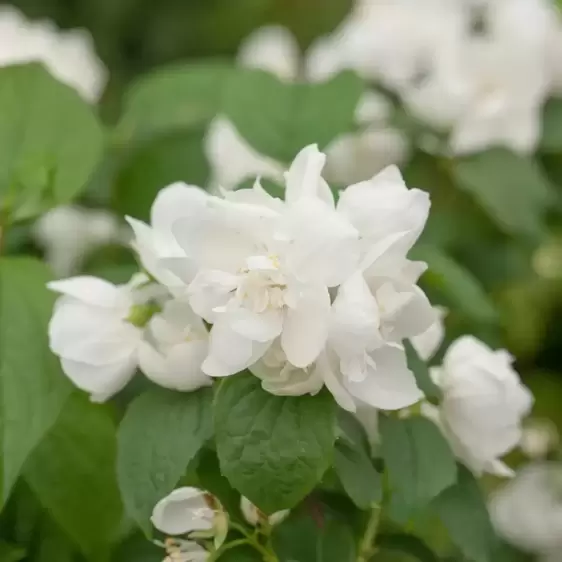 Philadelphus 'Mrs E L Robinson' 3L - image 1