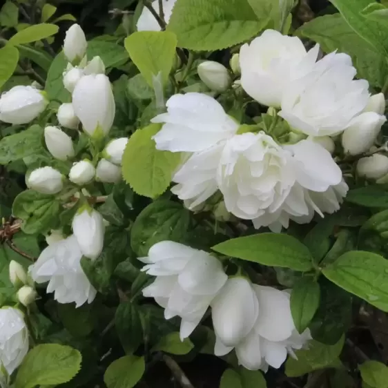 Philadelphus 'Snowbelle' 4.5L