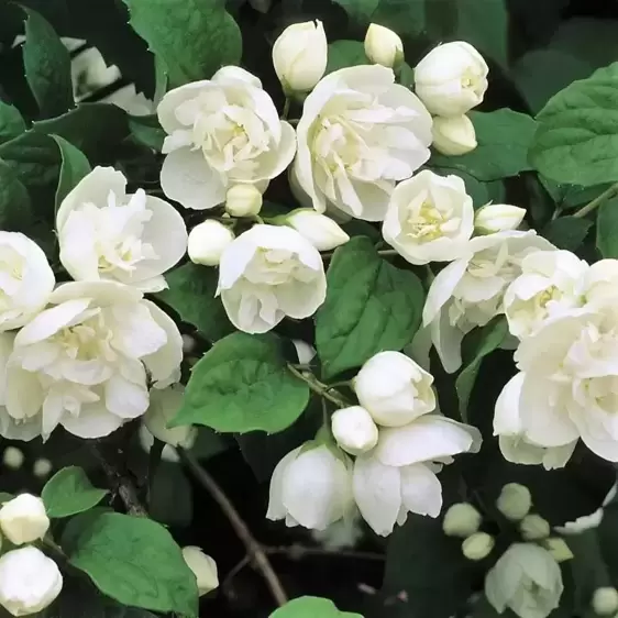 Philadelphus 'Virginal' 4.6L