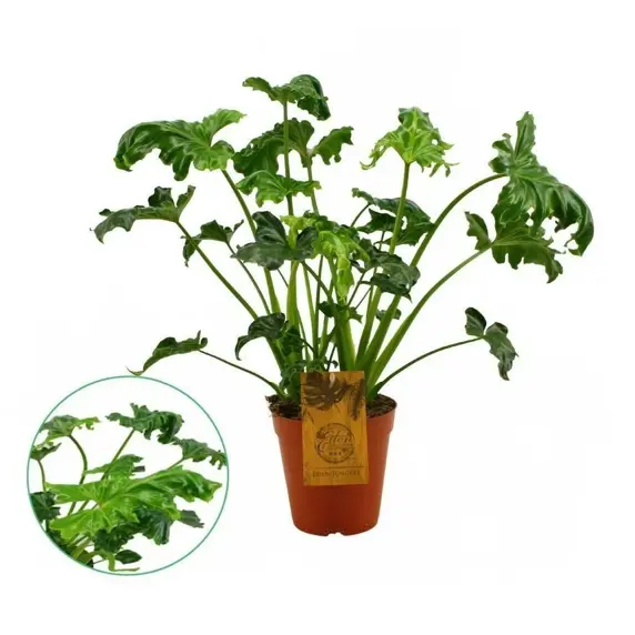 Philodendron 'Atlantis'