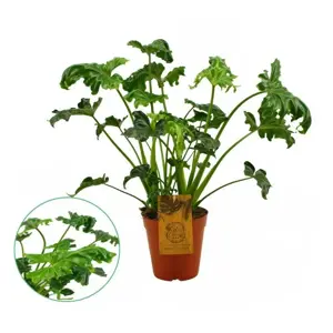 Philodendron 'Atlantis'