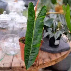 Philodendron billietiae - image 2