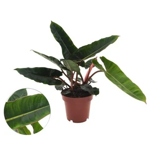 Philodendron billietiae - image 1