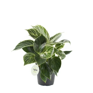 Philodendron 'Birkin' 12cm - image 3