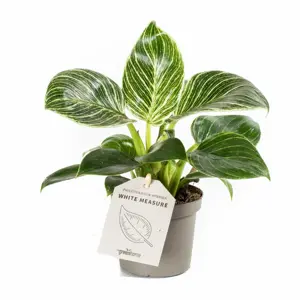 Philodendron 'Birkin' 6cm - image 6