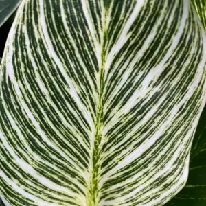 Philodendron 'Birkin' 14cm - image 6