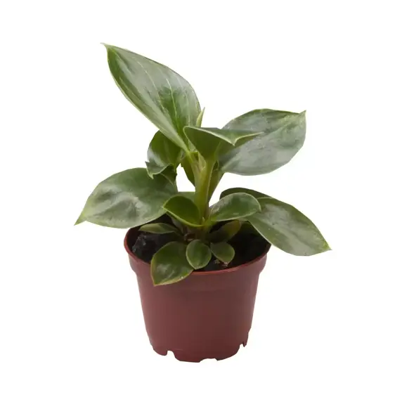 Philodendron 'Birkin' 6cm - image 3