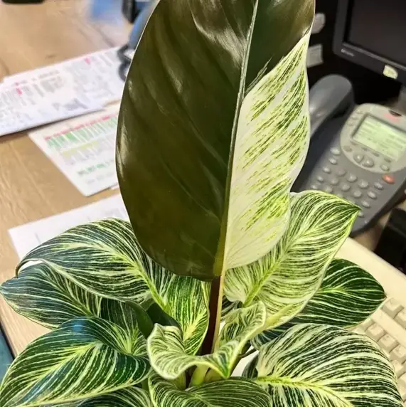 Philodendron 'Birkin' 6cm - image 5