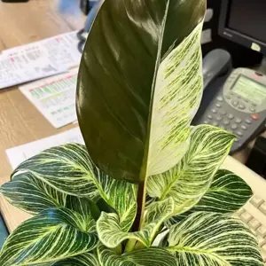 Philodendron 'Birkin' 6cm - image 5