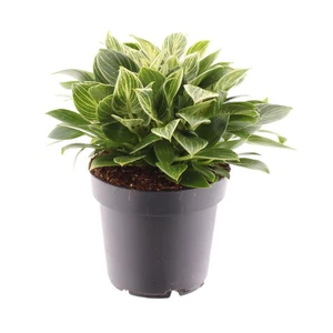Philodendron 'Birkin Compactum'
