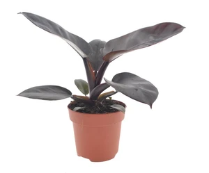 Philodendron 'Black Cardinal' 12cm - image 5