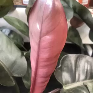 Philodendron 'Black Cardinal' 12cm
