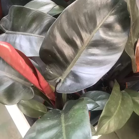 Philodendron 'Black Cardinal' 19cm - image 2