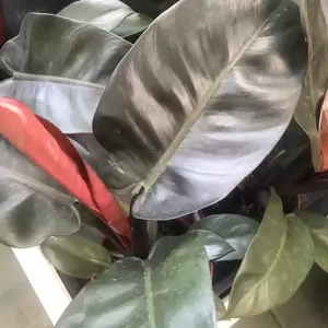 Philodendron 'Black Cardinal' 19cm - image 2