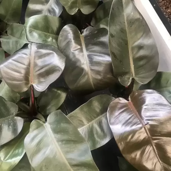 Philodendron 'Black Cardinal' 19cm - image 3