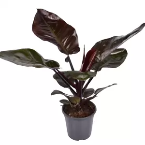 Philodendron 'Black Cardinal' 19cm - image 1