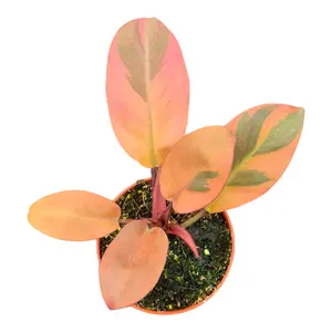 Philodendron 'Black Cardinal Variegata' - image 1
