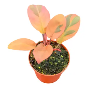 Philodendron 'Black Cardinal Variegata' - image 2